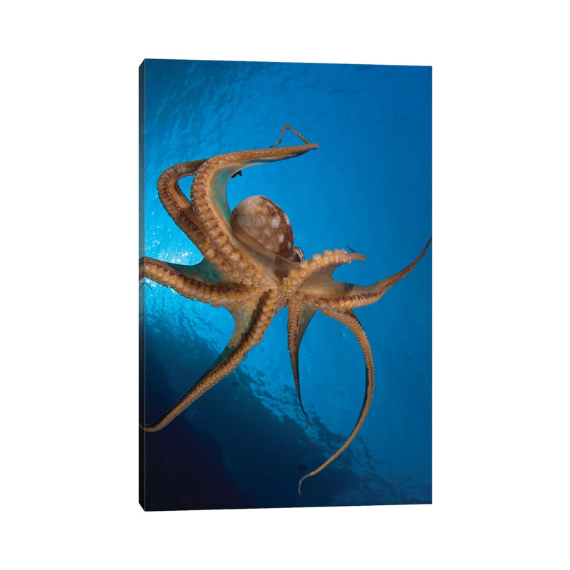 View Of The Tentacle Suckers On The Day Octopus (Octopus Cyanea) I - Wrapped Canvas Print, 30.48 cm H x 45.72 cm W