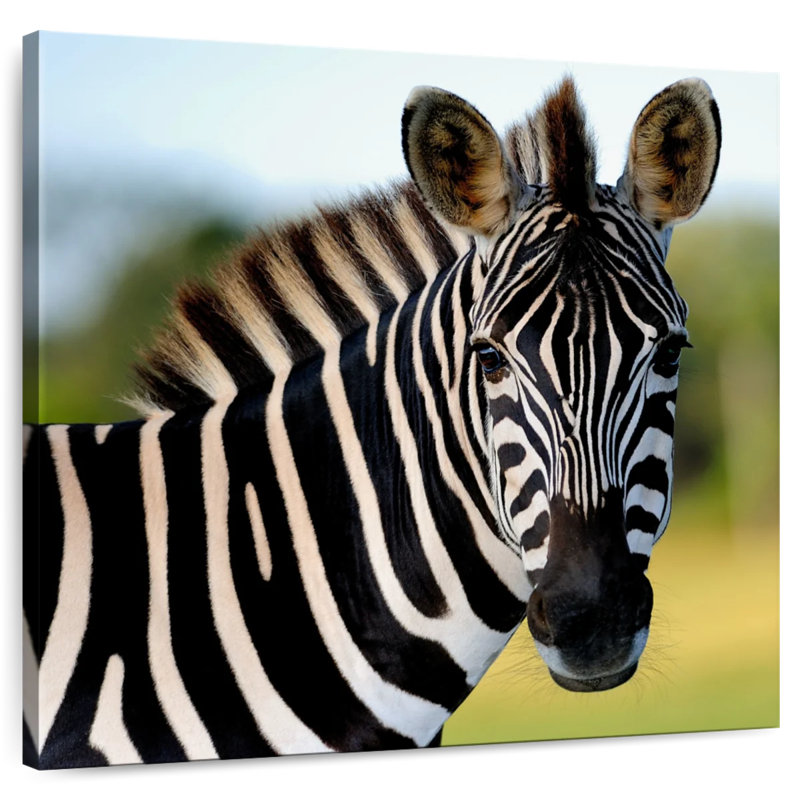 Brampt Staring Zebra, 36" H x 36" W