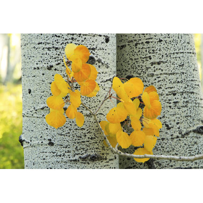 Yellow Aspen Leaves by Donyanedomam - Wrapped Canvas Print