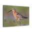 «Sandpiper H chasse»