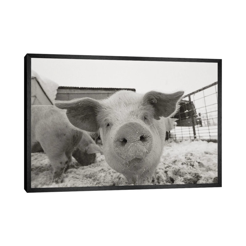 Portrait Of A Young Pig In A Snow Dusted Animal Pen by Joel Sartore - Gallery-Wrapped Canvas Giclée on Canvas, Black Framed