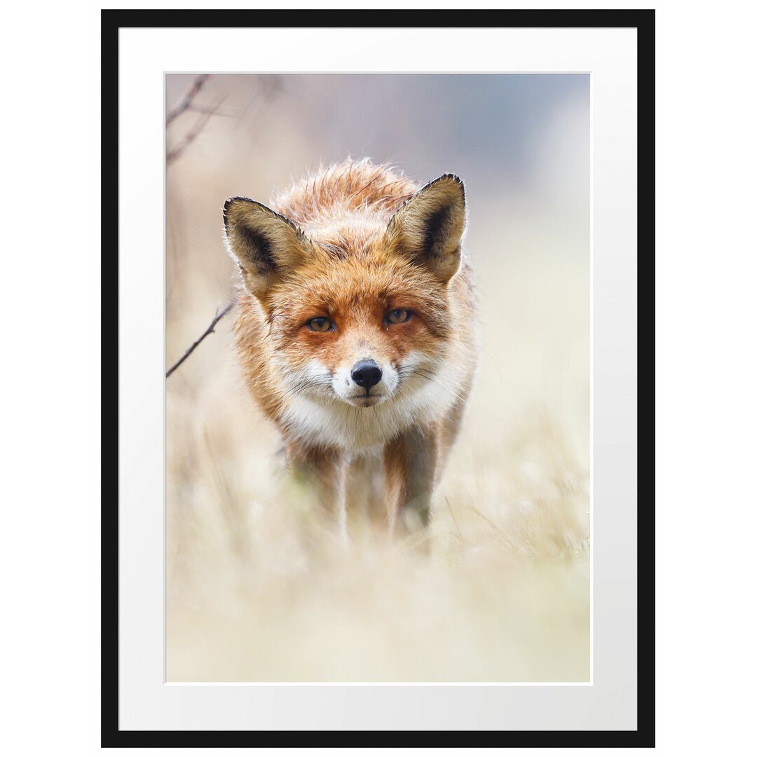 Gerahmtes Poster Schleichender fuchs