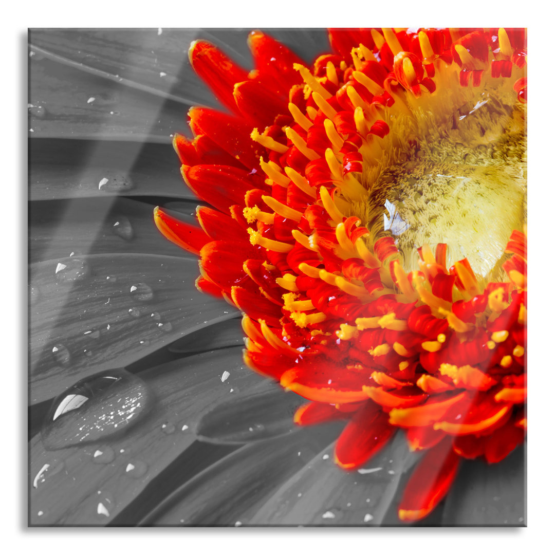 Glasbild Gerbera mit Wassertropfen