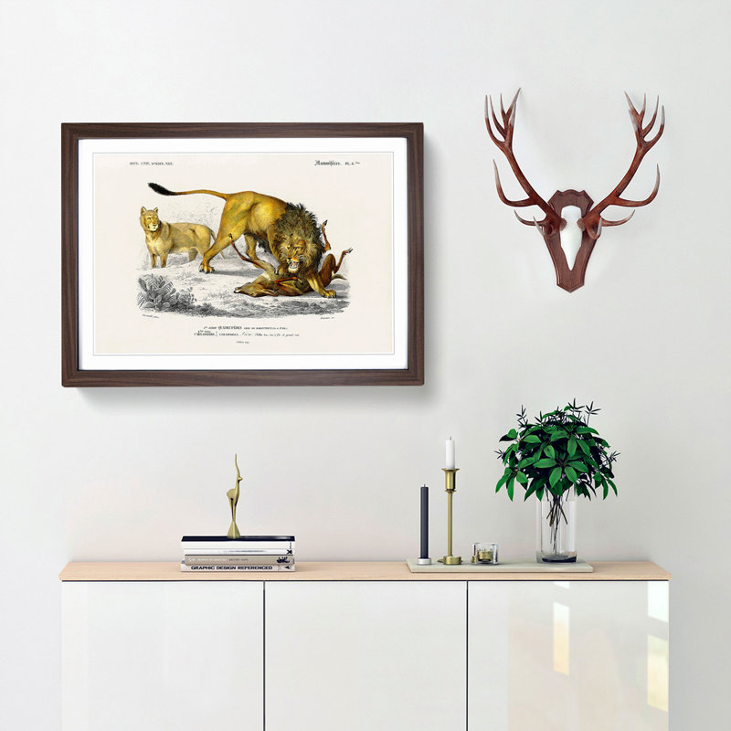Lion Illustration by Charles d' Orbigny - Picture Frame Painting Print, 48cm H x 65cm W x 2cm D, Walnut Framed
