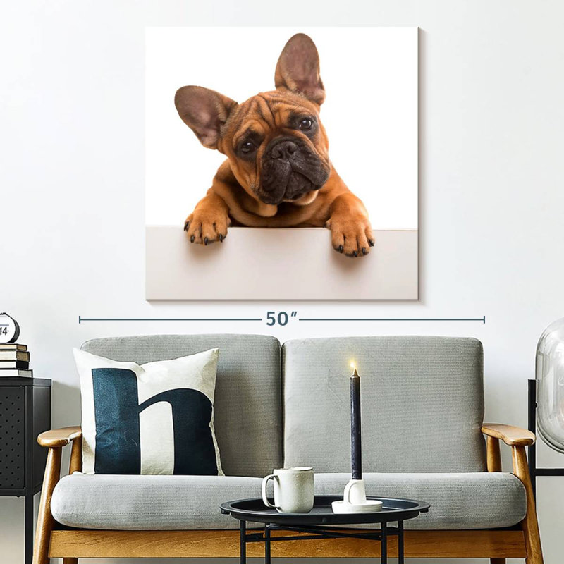 Curieux bouledogue français Brampt, H 33 po x l 33 po