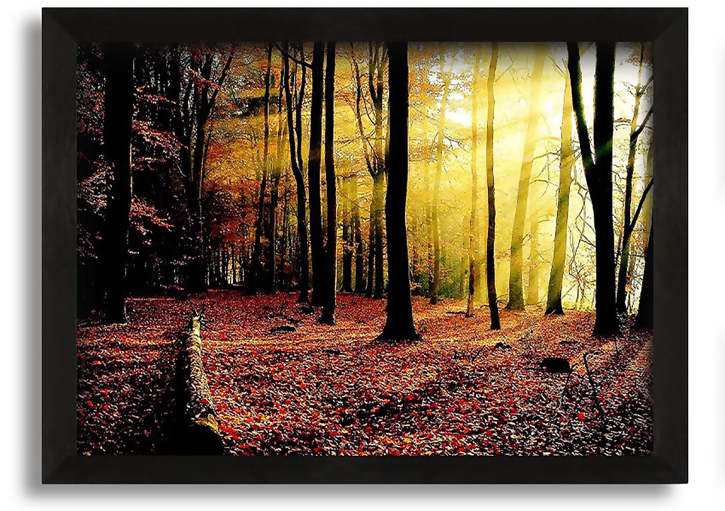 Union Rustic Sunlight Through the Trees in the Forest - Picture Frame ...