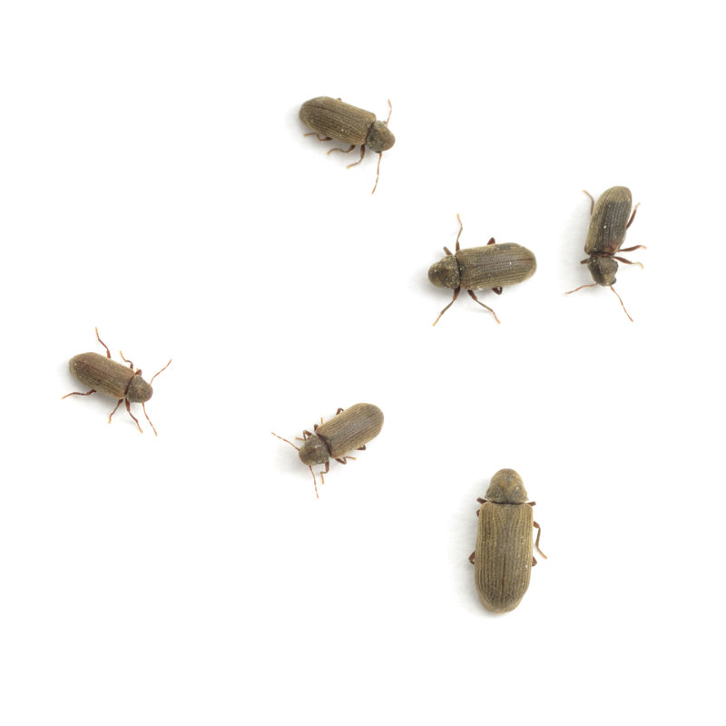 Woodworm Beetles par Alasdairjames, H 20 po x l 20 po