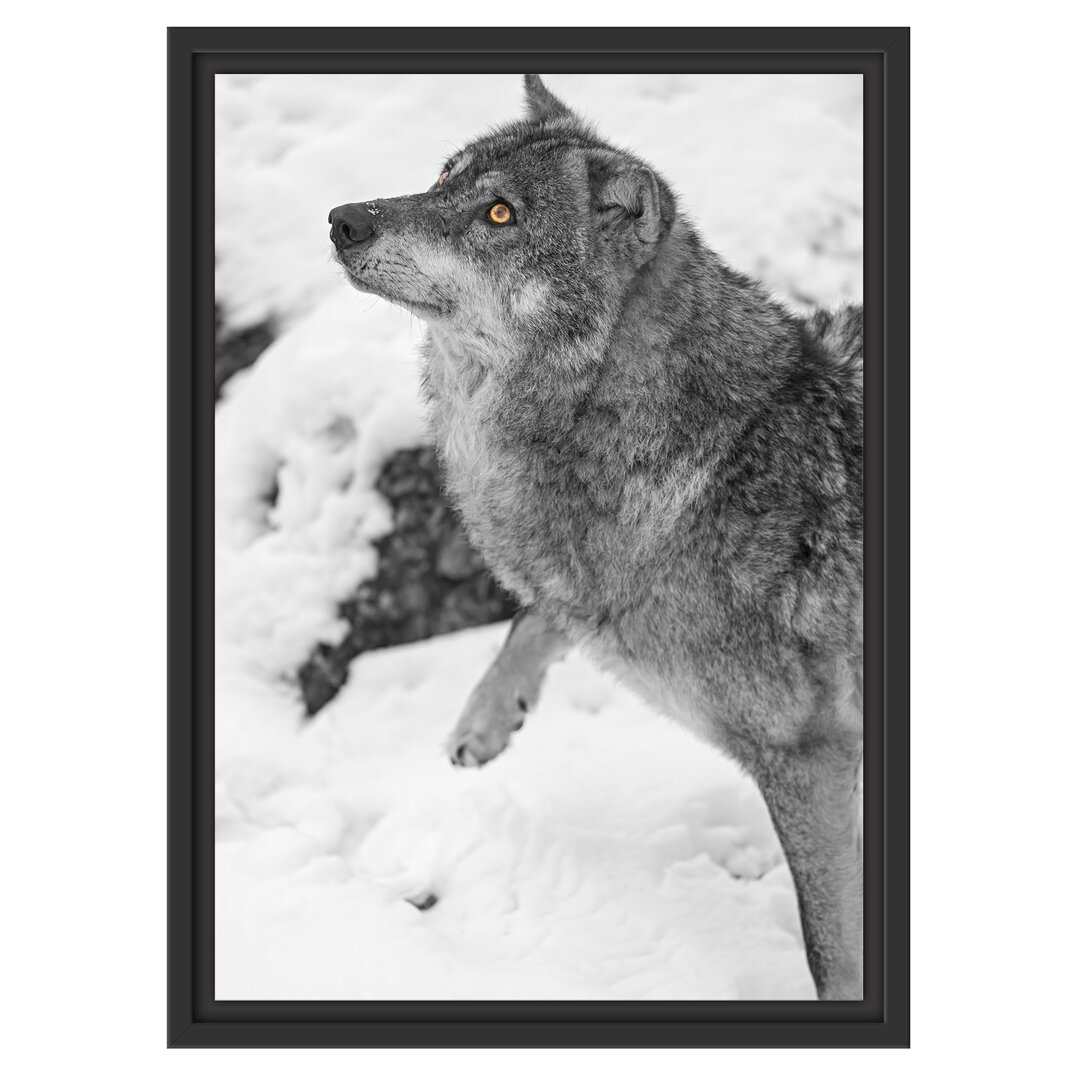 Gerahmtes Wandbild schöner WolfSchnee