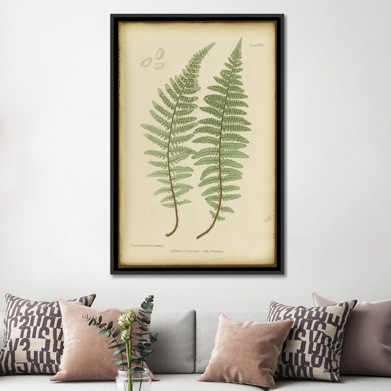 «Lastrea Filix», impression sur toile, H 26 po x l 18 po x P 1,5 po, Toile avec cadre noir, Pas de tapis