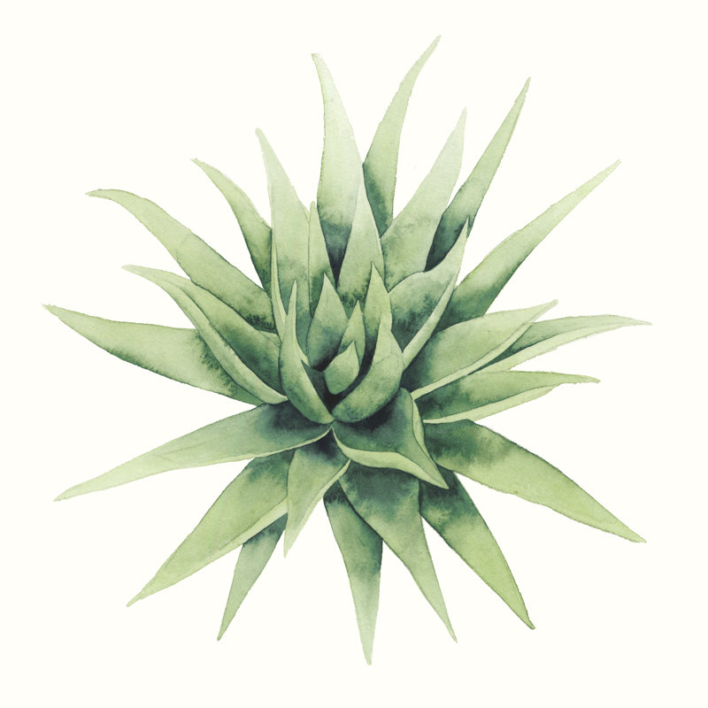 Tropical Plant III by Grace Popp - Wrapped Canvas Print, 30cm H x 30cm W