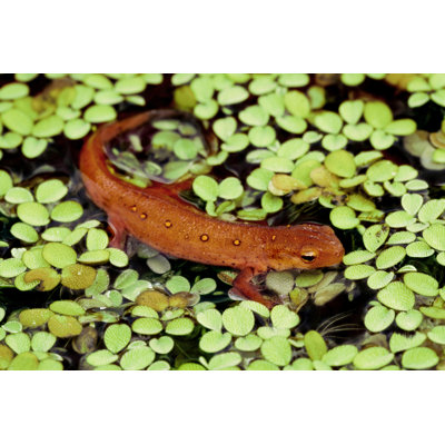 Newt in Pond by Mark Kostich
