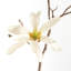 Magnolia Etoile-981108775
