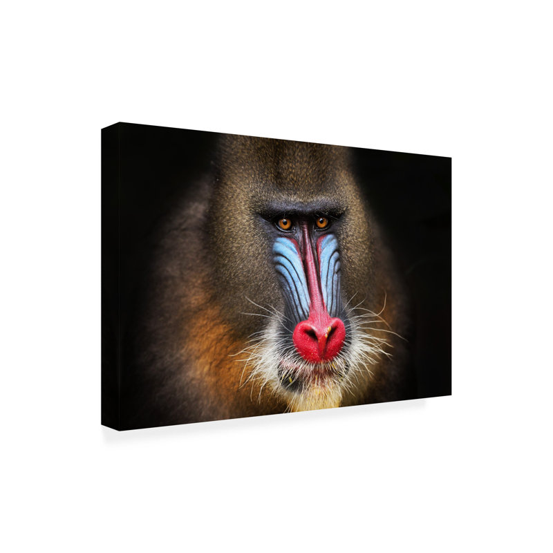 Art sur toile, noir Alessandro Catta, mandrill sauvage, H 12 po x l 19 po