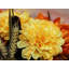 Arrangement de fleurs mixtes-17956177
