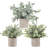 Tabletop Tree