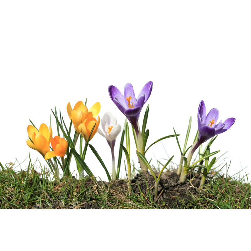 Crocus Macro sur herbe par Romaoslo, H 12 po x l 18 po
