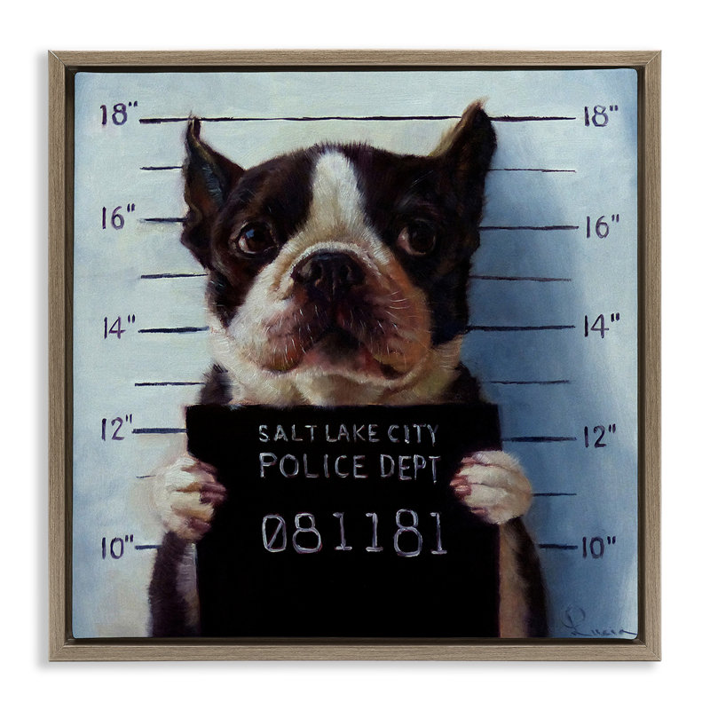Boston Terrier Jail reconnu coupable Mugshot, H 18 po x l 18 po, Cadre flottant orme Montalcino