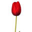 Tulipe Holland 23 "Just Cut-1011790120