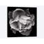 « saumon rose vii, b&w » par magda indigo, reproduction d’art sur toile-31920516-73551278-73551279