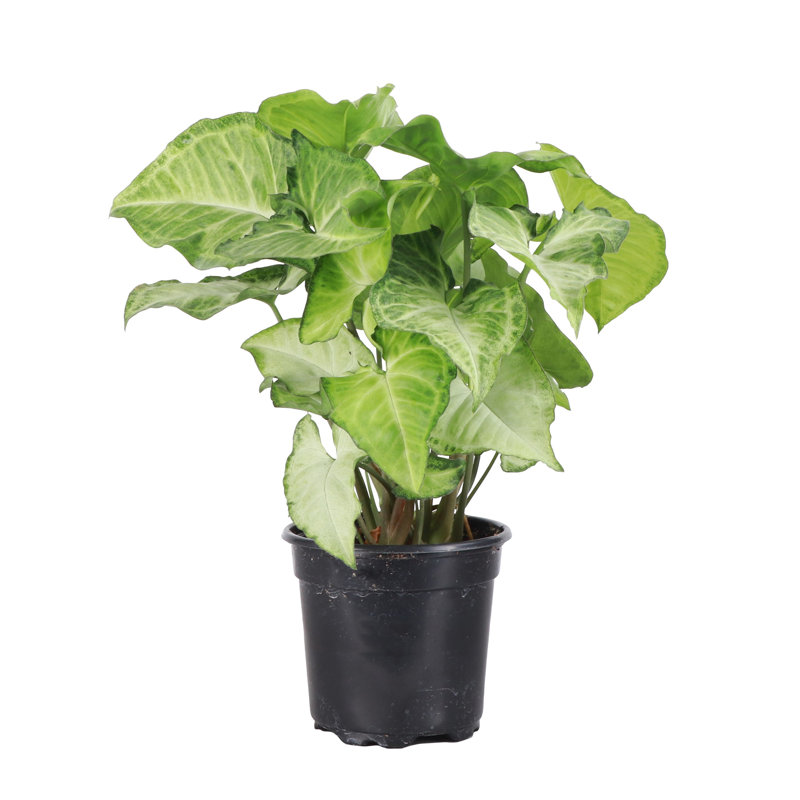 Live White Butterfly Plant, 11" H x 4.5" W x 4.5" D