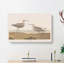 Sandpiper Birds by John Audubon - Wrapped Canvas-55330256