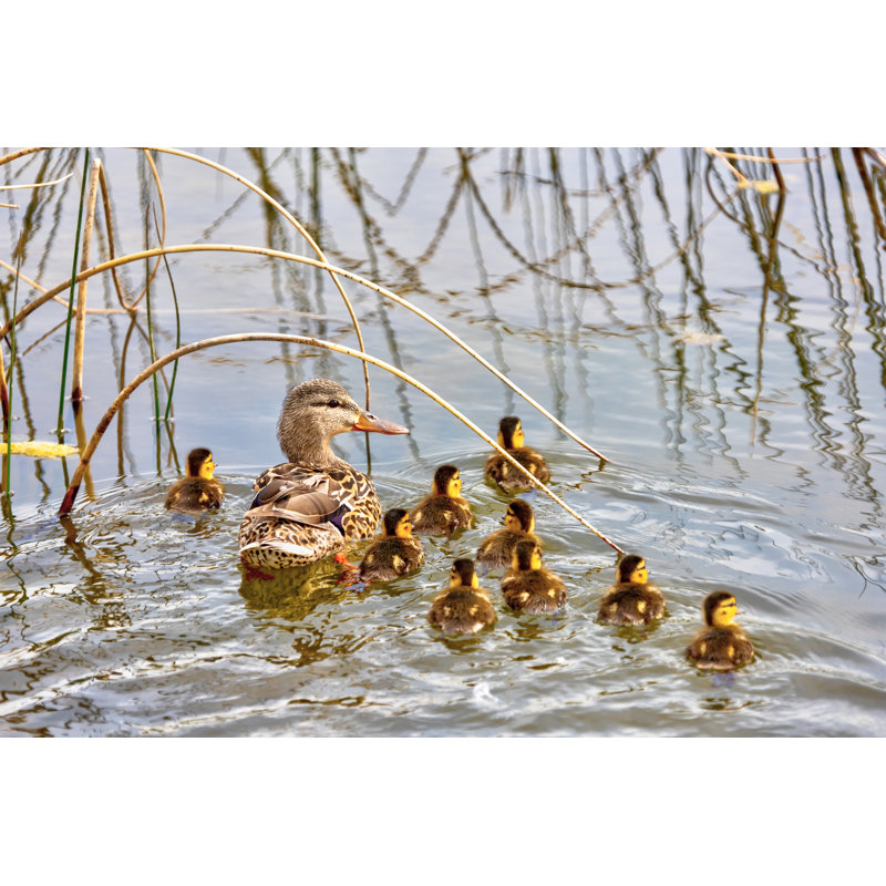 Mallard Duck And Ducklings by Ronniechua - Wrapped Canvas Print, 30cm H x 46cm W