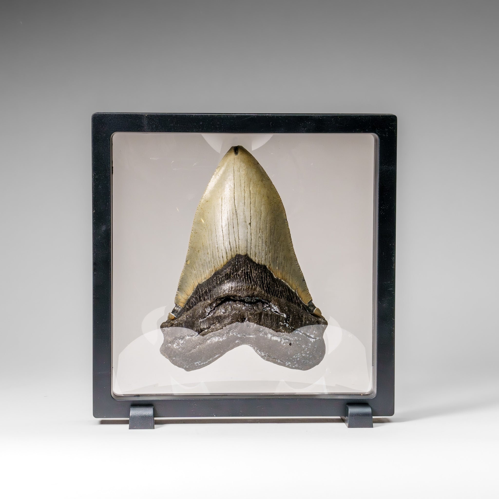 Astro Gallery of Gems Genuine Megalodon Shark Tooth In Display Box (345 ...