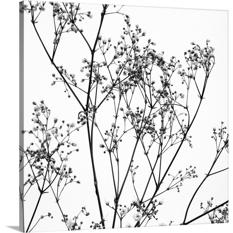 Reproduction d’art graphique sur toile, "gypsophilia on White" par Tom Quartermaine, Toile tendue
