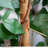 150cm Ficus Tree in Pot