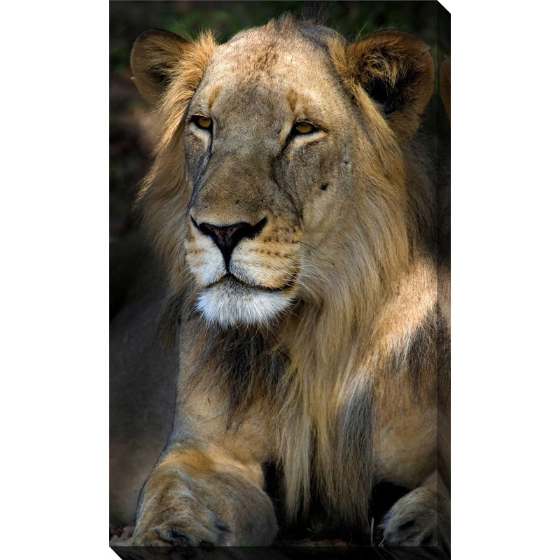 «Cape Lion», reproduction de photo, H 30 po x l 18 po x P 1 po, Toile tendue