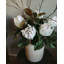 Faux Magnolia Branch