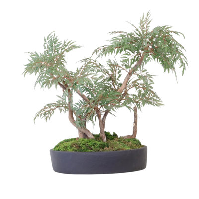 Ming Aralia, plante à bonsaï en pot ovale