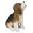 Beagle Puppy Howling