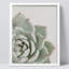 «Cactus Succulent Close Up Echeveria Red Tip White» sur papier-98266468-98266473