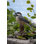 Animals Weather Resistant Water Resistant UV Resistant Polyresin Garden Statue