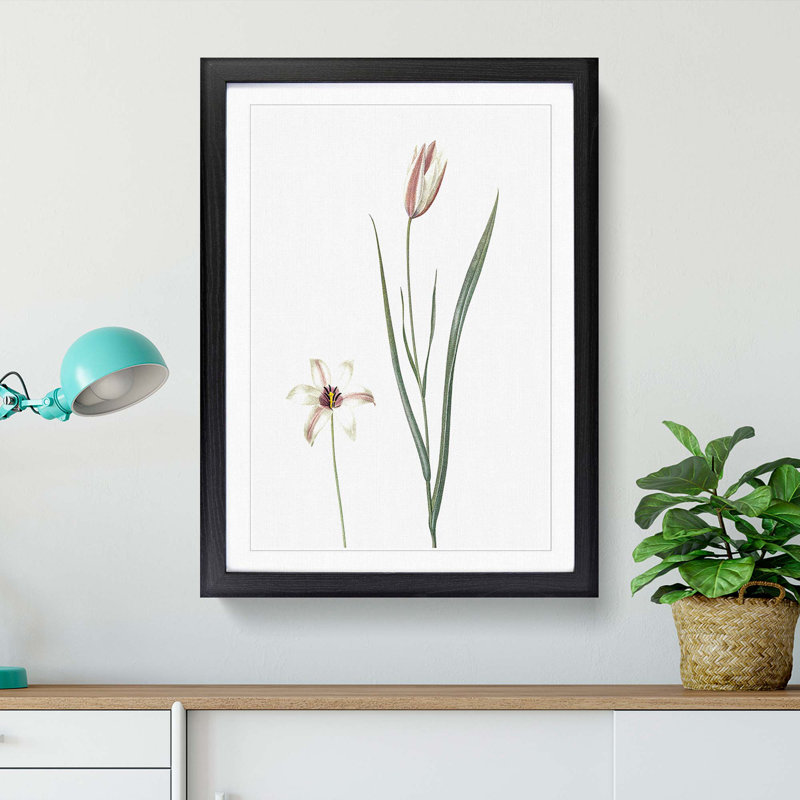 Lady Tulip Flowers by Pierre-Joseph Redoute - Picture Frame Painting Print, 65cm H x 48cm W x 2cm D, Black Framed