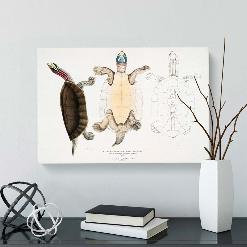 Kachuga Terrapin Illustrations by John Edward Gray - Wrapped Canvas, 40cm H x 60cm W x 3cm D