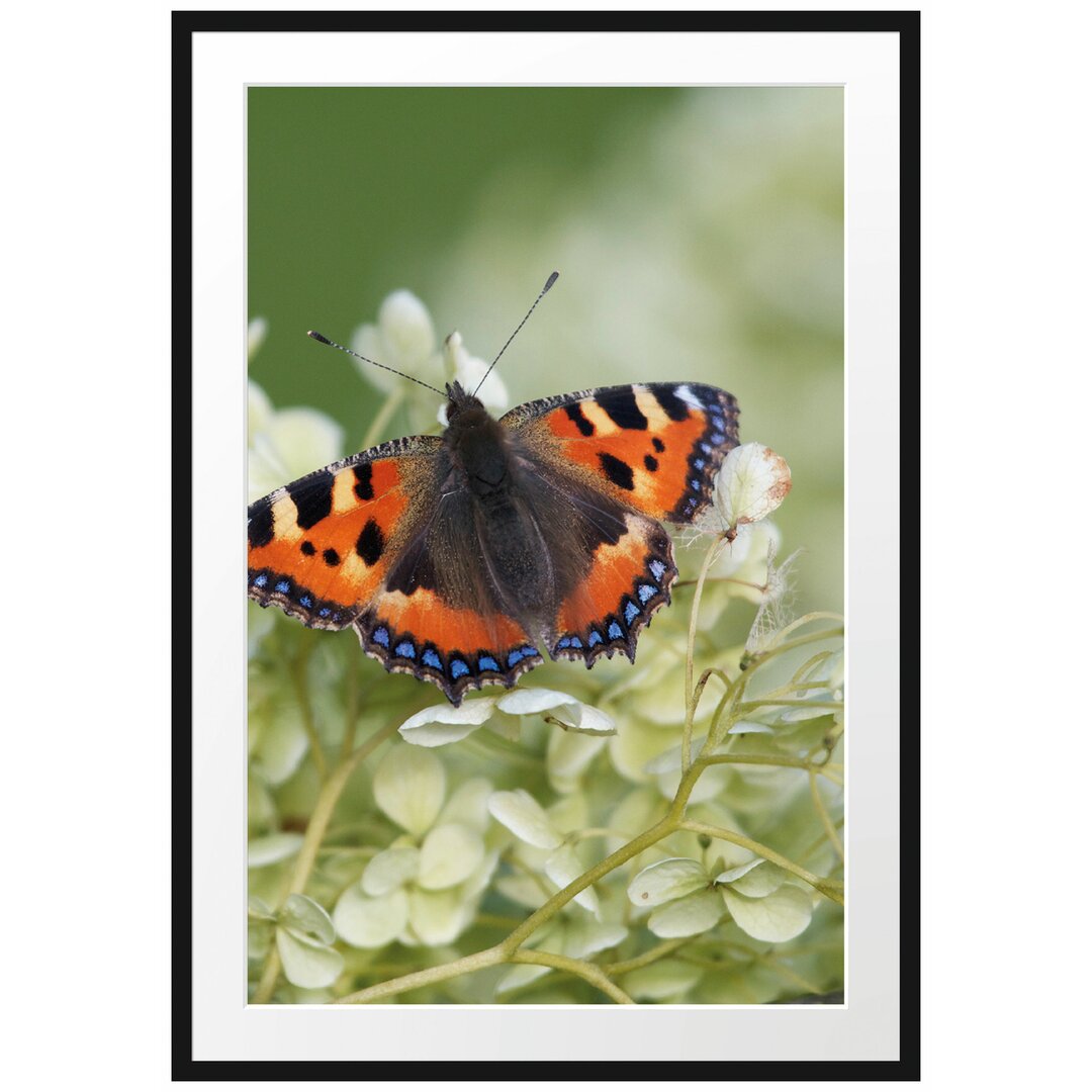 Gerahmtes Poster Schmetterling auf weißen Blüten