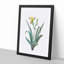 Hungarian Iris Flowers by Pierre-Joseph Redoute - Picture Frame Painting Print-55578914-55578919