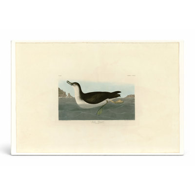 Manks Shearwater, Plate CCXCV (1835) - Art mural sur toile paysage