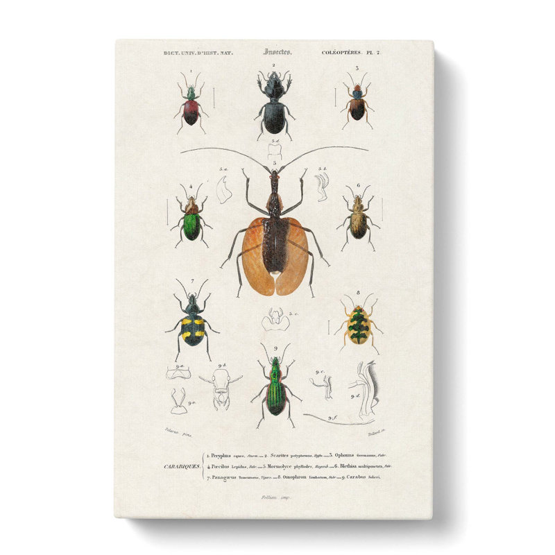 Beetle Illustrations PL. 2 by Charles D Orbigny - Wrapped Canvas, 76cm H x 50cm W x 3cm D