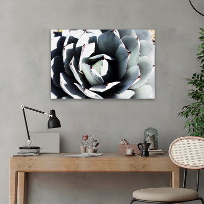 Paysage, nature, plantes, fleurs, plante grasse printanière