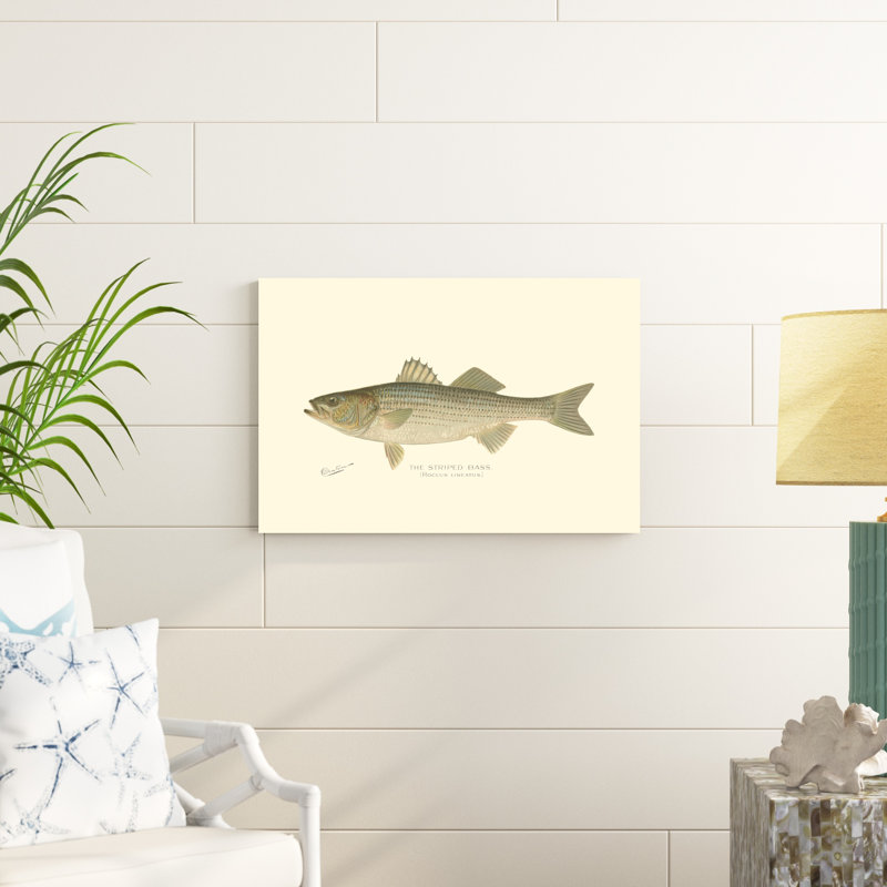 " Striped Bass " Painting Print, 20" H x 30" W x 1.25" D