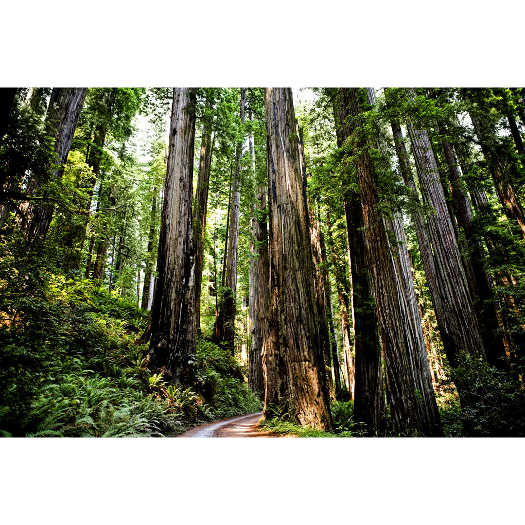 Redwood Forest von Renphoto - Druck auf Leinwand ohne Rahmen