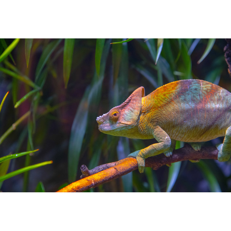 Caméléon par Tobiasjo, H 32 po x l 48 po