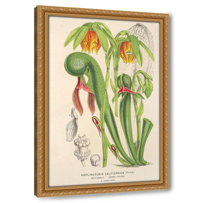 Darlingtonia californica (1854-1896)