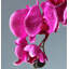 Orchidée papillon