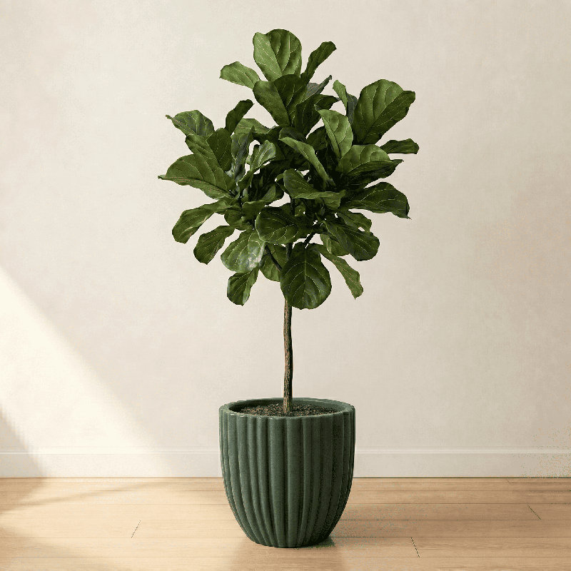 Pot à fleurs rond Atene ECOBO EcoFreindly, utilisation à l'extérieur Onda, utilisation quatre saisons, Vert