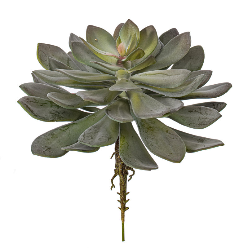 Plante grasse