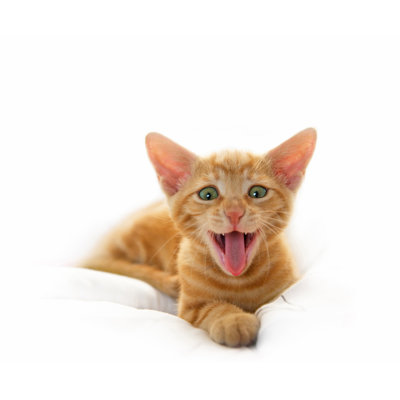 Yawning Cute Cat par Gregsi - Photographie sur toile tendue